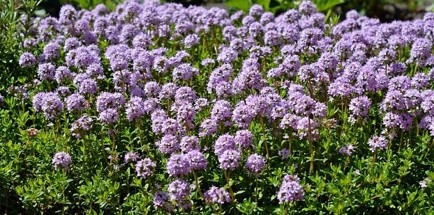Thyme Red Essential Oil