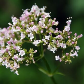 Valerian Essential Oil