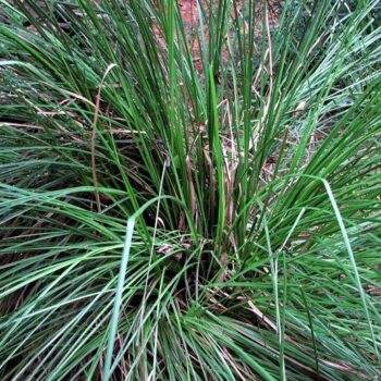 Vetiver Essential Oil