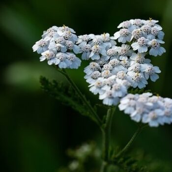Yarrow Essential Oil
