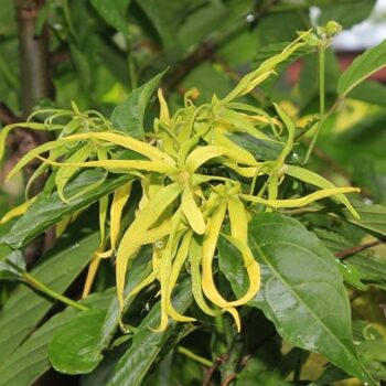 Ylang Ylang Essential Oil