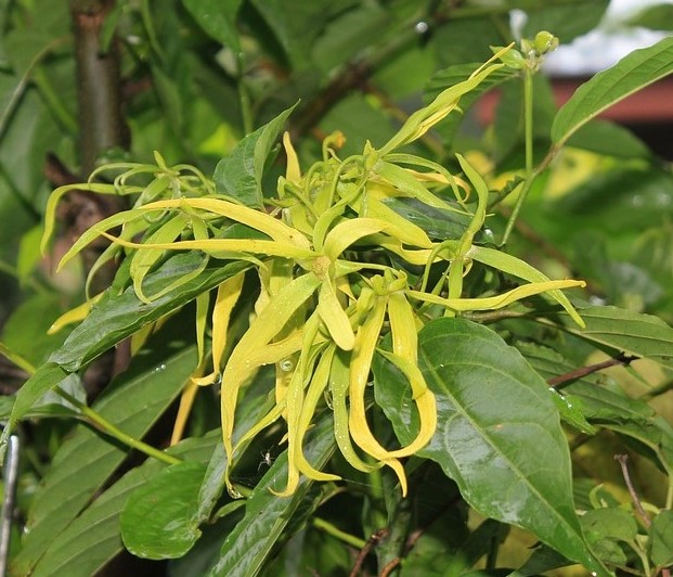 Ylang Ylang Essential Oil