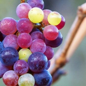 Grapeseed Oil