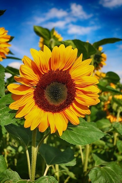 Sunflower Oil